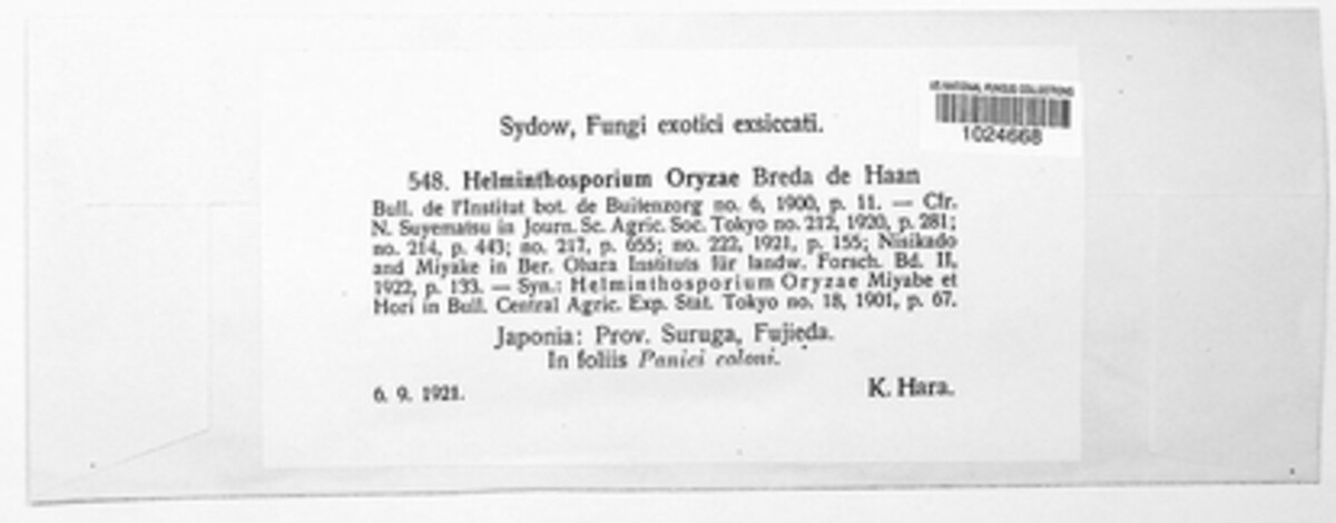 Bipolaris oryzae image